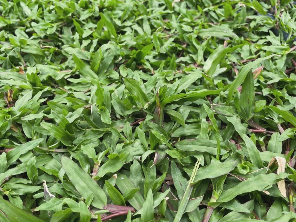 turfing cow grass