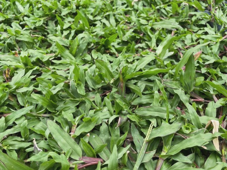 Turfing Cow Grass