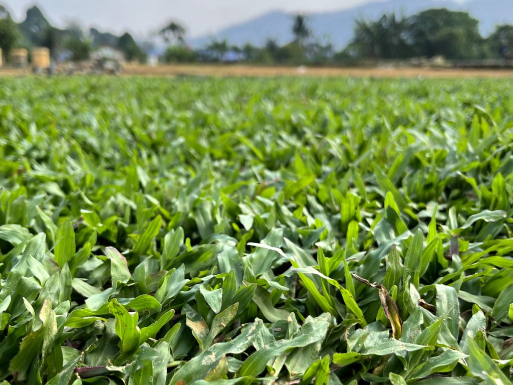 cow grass installed on landscape