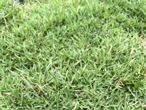 rumput filipina