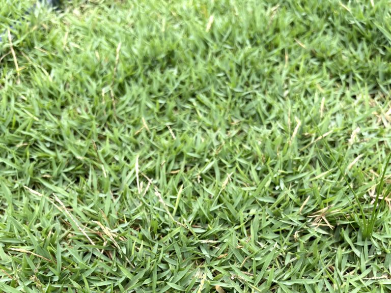 Zoysia Matrella
