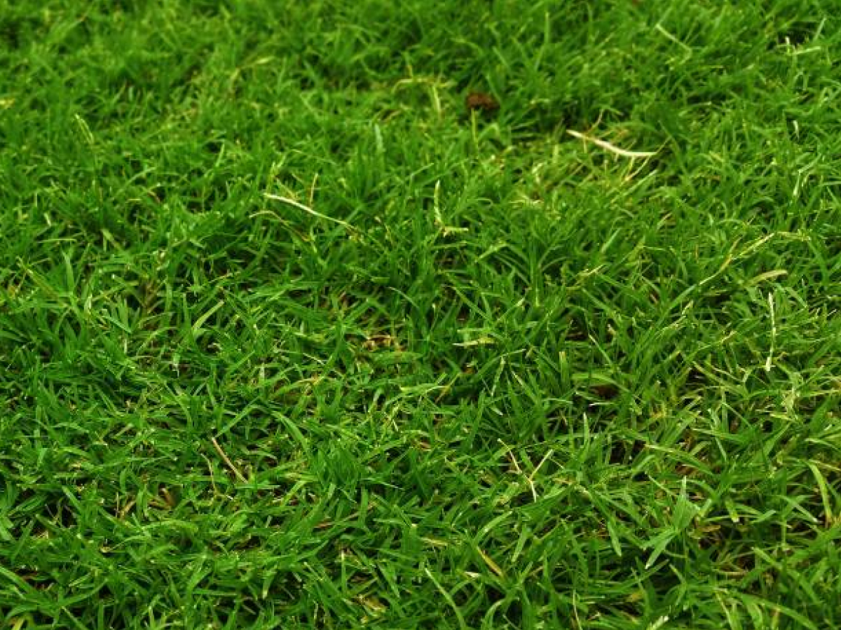 Turpave Rumput Rumput Filipina - Dari RM1.50/kps | Pembekal Rumput Karpet