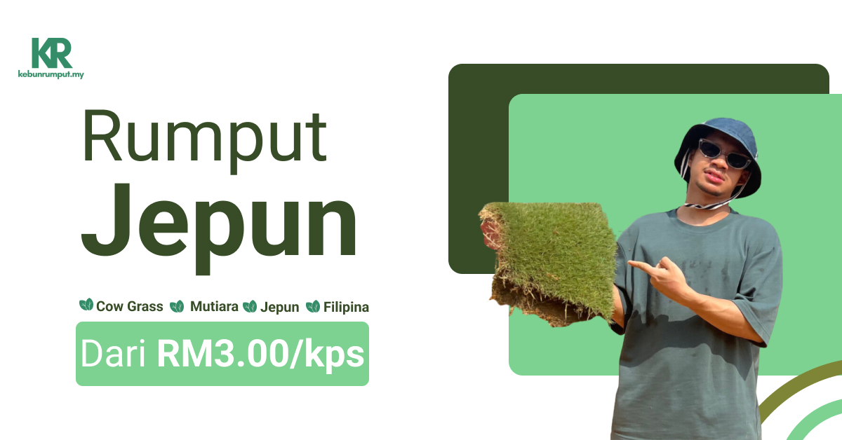 Rumput Jepun - Dari RM0.90/kps | Pembekal Rumput Karpet