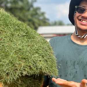 Rumput Philippines dipegang dan ditunjuk oleh model