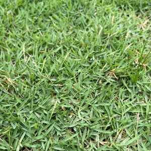 Philippine Grass turf supplied by KebunRumput.my