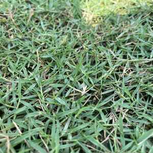 Rumput Philippines di kawasan landskap premium