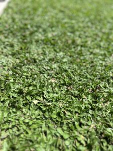 Rumput Mutiara