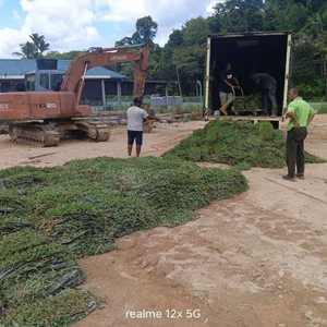 Cow grass delivery using big lorry across Peninsular Malaysia
