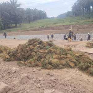 Cow grass installation at PETRONAS pipeline ban embankment