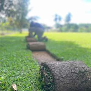 Cow grass roll type for easy installation on large areas