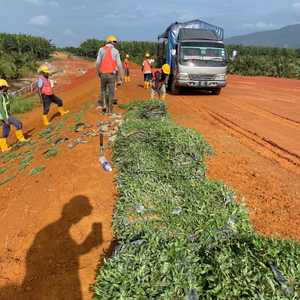 Cow grass planted on slope for JKR earthworks project