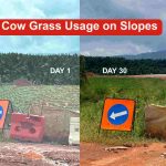 Cow Grass Usage On Slopes