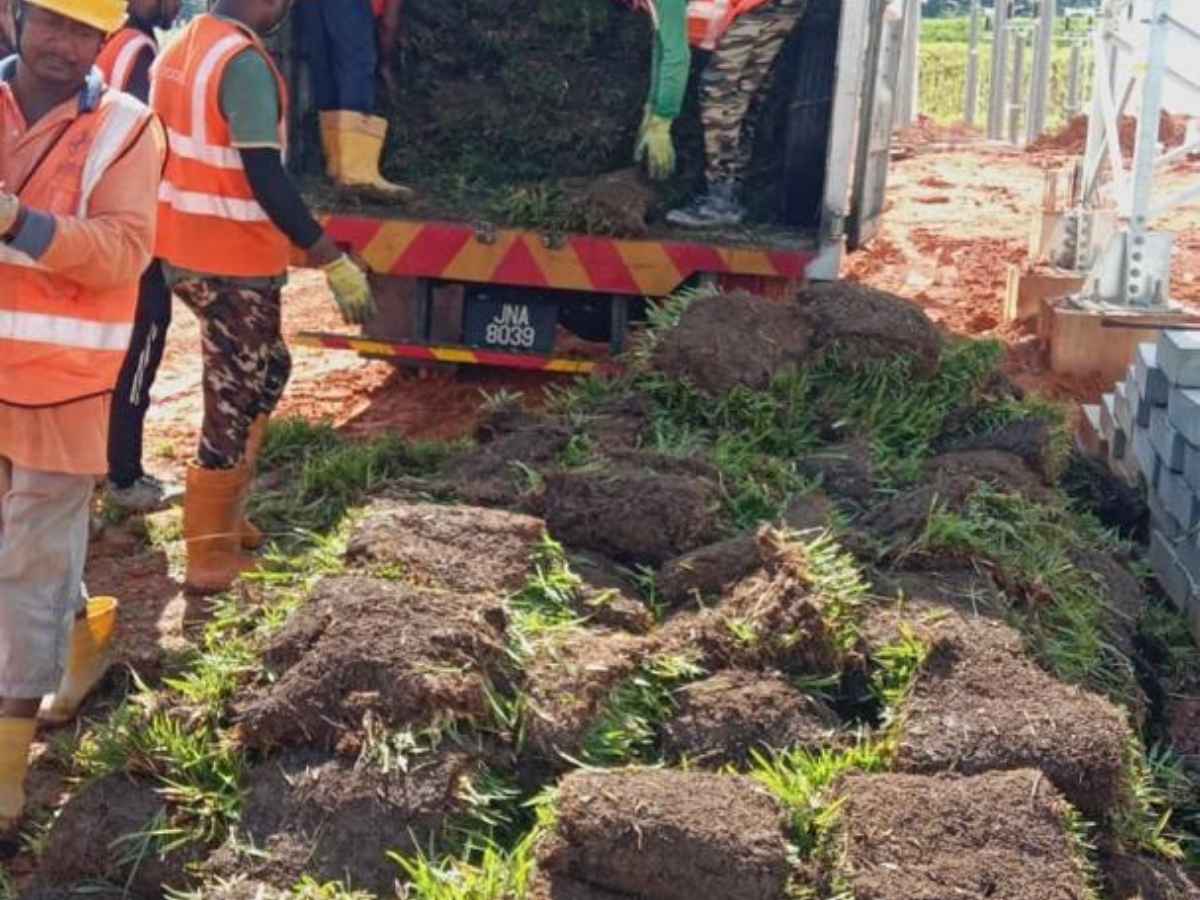 Bekalan rumput projek ECRL - laluan rel pantai timur