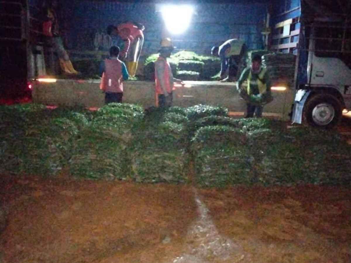 Projek JKR - penghantaran rumput kuantiti besar ke tapak