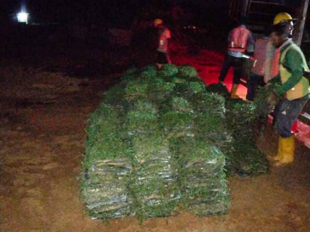 Projek pembekalan rumput JKR - kerja penanaman rumput di tapak jalan raya