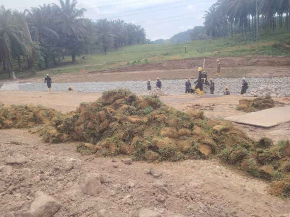 Turfing cow grass projek civil — site besar