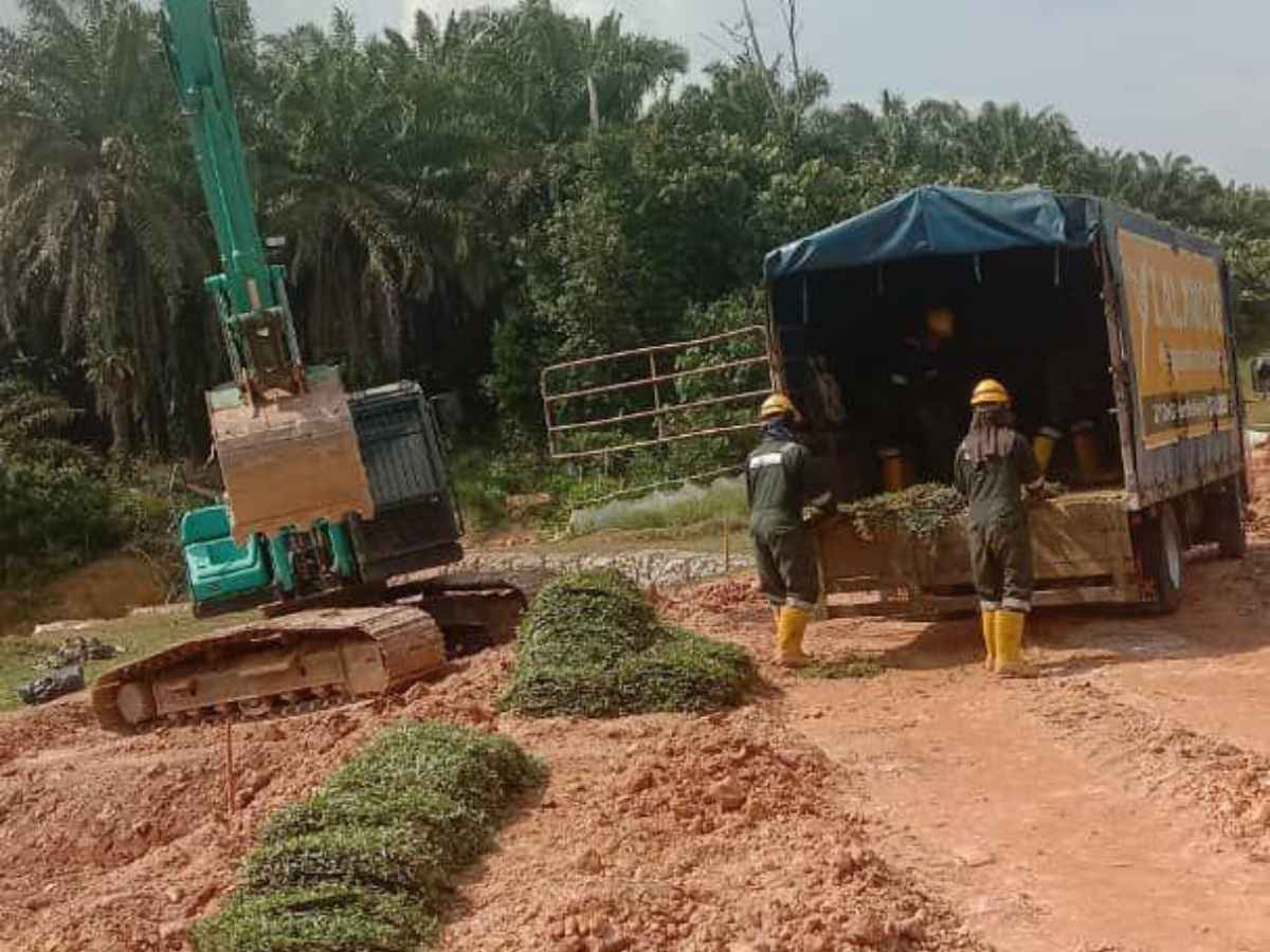 Bekalan rumput cow grass projek PETRONAS Sparrow