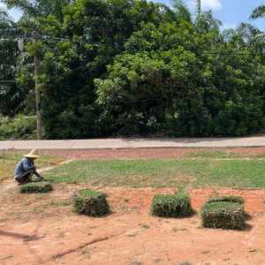 Grass Supplier KebunRumput.my installation team laying fresh turf rolls on a residential lawn