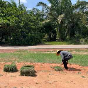 Grass Supplier Malaysia – Premium Turf Supply
