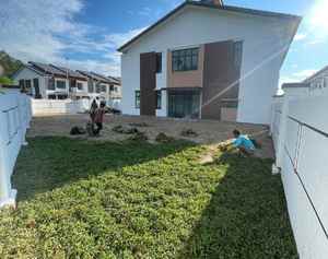 Lay rumput cow grass terus di atas pasir