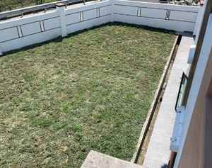 Siram rumput cow grass selepas tanam