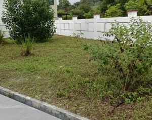 Bersihkan kawasan dari semak dan rumput liar sebelum tanam cow grass