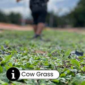 Info Cow Grass