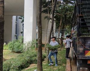 Kerja rumput kawasan landskap kondominium Desa ParkCity