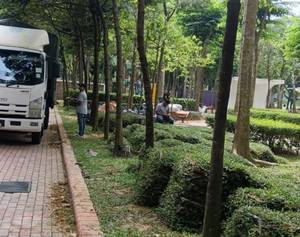 Bekalan rumput untuk landskap highrise building Desa ParkCity Kuala Lumpur