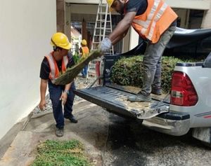 Projek bekalan rumput Istana Melawati Putrajaya