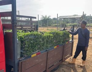 Kerja turfing kebun persendirian Dusun Tok Bun Ulu Tiram Johor - Ogos 2026