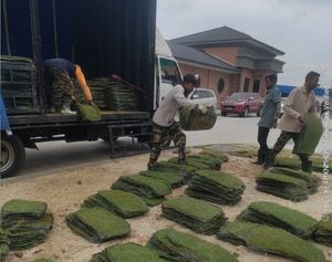 Projek rumput Istana Pasir Pelangi Johor