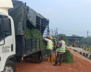 Projek JKR Jalan Olak Batu - kerja penanaman rumput di bahu jalan