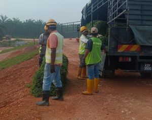 Projek JKR Jalan Olak Batu - rumput siap ditanam di rizab jalan