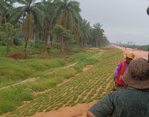 Projek JKR Jalan Olak Batu - bekalan rumput cow grass