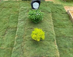 Pakej rumput kubur siap pasang dengan rumput hidup berkualiti