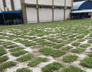 Projek rumput padang sekolah spot turfing di Sekolah Menengah Sains Muar